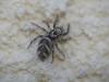 Salticus scenicus